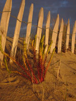 243 Dune sur une plage de la Faute-sur-Mer. Marais poitevin 