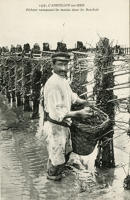 521 Pêcheur ramassant les moules dans les bouchots de l'Aiguillon-sur-Mer. Marais poitevin 