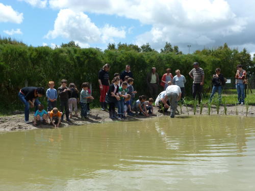 Parc interrégional du Marais poitevin - Réhabilitation du plan d'eau municipal à Triaize