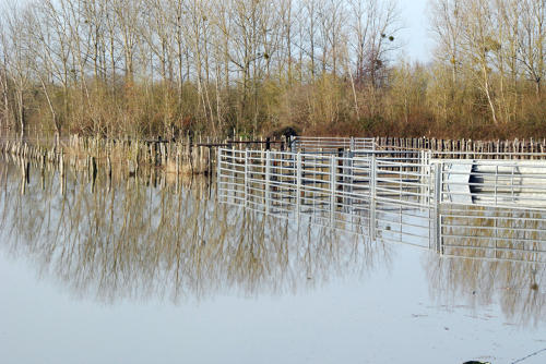 Lairoux - Le parc de contention du marais communal inondé. Marais poitevin