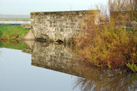 3321 Triaize - Le marais inondé, décembre 2012. Marais poitevin 