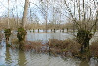 3620 Le Vanneau-Irleau - Le marais inondé, décembre 2012. Marais poitevin 