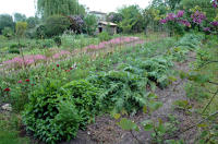 3679 Jardinage dans le Marais poitevin - Le jardin potager 