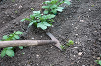 3693 Jardinage dans le Marais poitevin - Sarcler les pommes de terres avec la sarclette 
