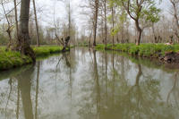 3719 Voie d'eau dans le marais de Sansais. Marais poitevin 