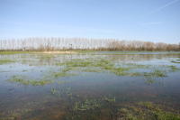 4575 Saint-Sauveur-d'Aunis - Le marais communal inondé. Marais poitevin 