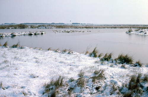 Saint-Denis-du-Payré - La réserve nationale Michel Brosselin en hiver