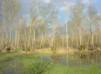 5633 Saint-Hilaire-la-Palud - Inondation hiver 2006 - Marais poitevin 