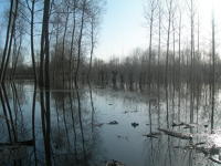 5790 Le Vanneau-Irleau - Inondation mars 2007 dans le marais d'Irleau 