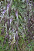 12905 Orchis bouc, Himantoglosse à odeur de bouc 