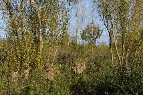 Terrée des Huttes du Grand Communal de la Tublerie sur la commune de Vouillé-les-Marais (85)
