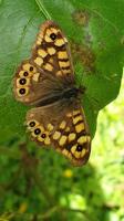 14560 Papillon de jour : le Tircis, appelé aussi l'Argus des Bois ou l'Égérie 