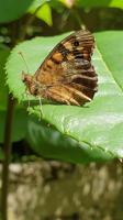 14557 Papillon de jour : le Tircis, appelé aussi l'Argus des Bois ou l'Égérie 