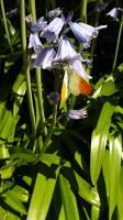 14579 Papillon de jour : L'Aurore sur une Jacinthe des bois 