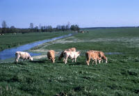 25 Marais poitevin. Des bovins pâturent sur le marais communal de Lairoux. 