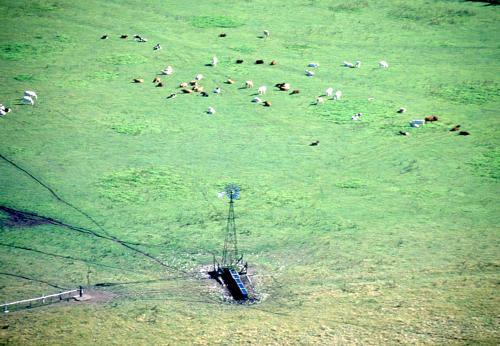 Marais poitevin. Vue aérienne du marais communal d'Angliers avec l'abreuvoir, l'éolienne et le troupeau de bovins.
