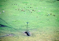 29 Marais poitevin. Vue aérienne du marais communal d'Angliers avec l'abreuvoir, l'éolienne et le troupeau de bovins. 