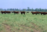 31 Marais poitevin. Des bovins pâturent sur un marais communal . 