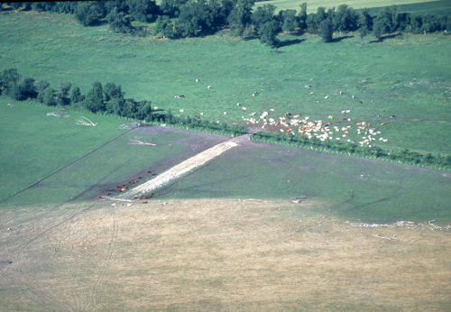 Marais poitevin. Vue aérienne.Des bovins pâturent sur le marais communal d'Angliers.