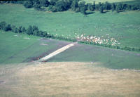 32 Marais poitevin. Vue aérienne.Des bovins pâturent sur le marais communal d'Angliers. 