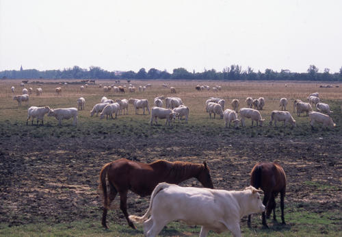 Marais poitevin. Des bovins et des chevaux pâturent sur un marais communal.