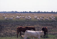 34 Marais poitevin. Des bovins et des chevaux pâturent sur un marais communal. 
