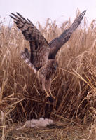 48 Busard cendré se posant près de ses jeunes sur son nid dans les blés. Marais poitevin 