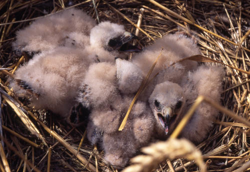 Jeunes busards cendrés dans le nid posé au sol. Marais poitevin