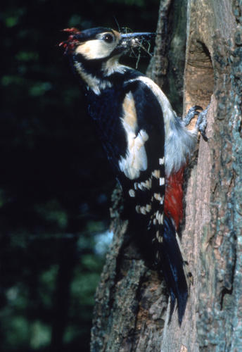 Pic épeiche au bord de son nid le long d'un tronc d'arbre, avec un insecte dans son bec.