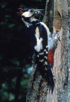 58 Pic épeiche au bord de son nid le long d'un tronc d'arbre, avec un insecte dans son bec. 