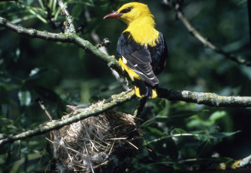 Loriot d'Europe posé sur une branche à proximité de son nid dans lequel il y a un oisillon. Marais poitevin