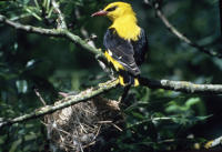 63 Loriot d'Europe posé sur une branche à proximité de son nid dans lequel il y a un oisillon. Marais poitevin 