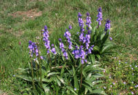 78 Jacinthe des bois en fleur au printemps. 