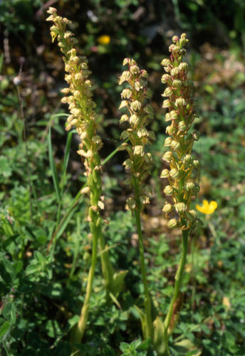 Orchis Homme-pendu en fleur. Marais poitevin