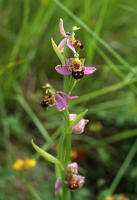 89 Ophrys abeille en fleur. Marais poitevin 