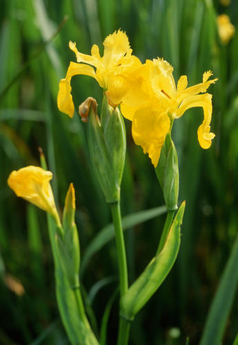 Fleurs d'iris faux acore. Marais poitevin