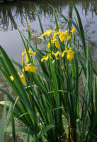 99 Iris faux acore en bordure de canal. Marais poitevin 