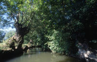 116 Marais poitevin. La Vergnée, une voie d'eau dans le marais mouillé à Maillezais. 