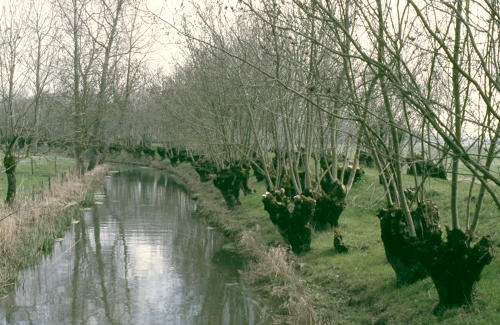 Marais poitevin. Une levée et une voie d'eau bordées de frêne têtard, à Maillezais.