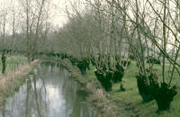 117 Marais poitevin. Une levée et une voie d'eau bordées de frêne têtard, à Maillezais. 