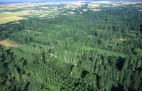 122 Marais poitevin. Vue aérienne des prairies et peupleraies de Saint-Georges-de-Rex. 