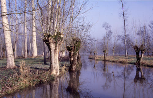 Marais poitevin. Une voie d'eau dans le marais mouillé à Sansais La Garette, en hiver.