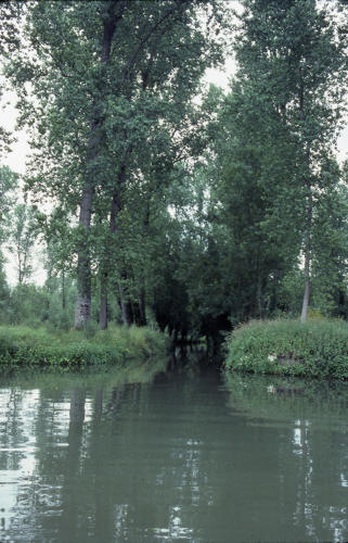 Marais poitevin. Une voie d'eau dans le marais mouillé à Sansais La Garette en été.