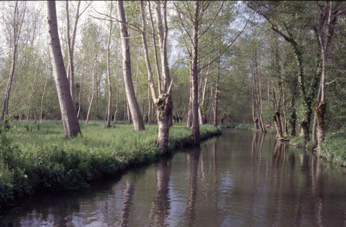 Paysage de marais mouillé à Sansais. Marais poitevin