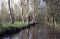 127 Paysage de marais mouillé à Sansais. Marais poitevin 