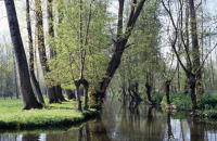 128 Paysage de marais mouillé à Sansais au printemps. Marais poitevin 