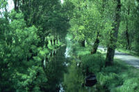 142 Voie d'eau bordée de frênes têtards et de peupliers dans le marais mouillé au printemps. Marais poitevin 