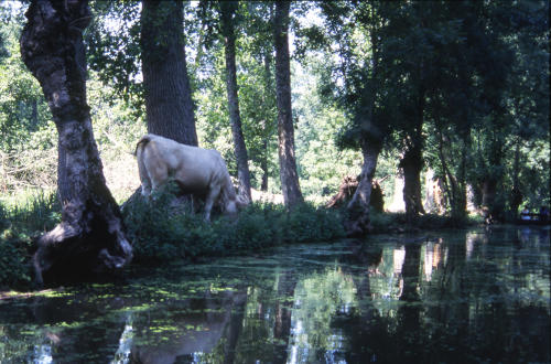 Un bovin pâture la berge d'une voie d'eau dans le marais mouillé. Marais poitevin