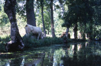 143 Un bovin pâture la berge d'une voie d'eau dans le marais mouillé. Marais poitevin 