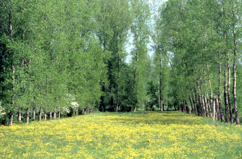 Marais mouillé. Prairie en fleurs au printemps, bordée de peupliers. Marais poitevin